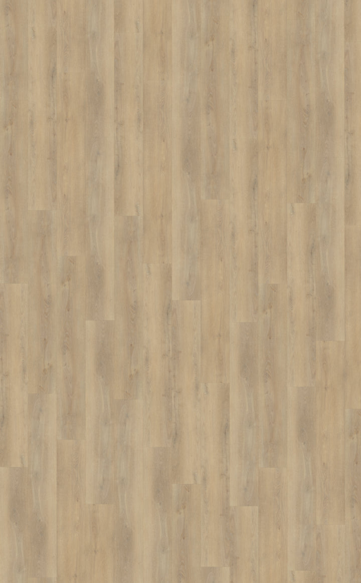 Belakos Palazzo 720 | Rigid Click | Bruin