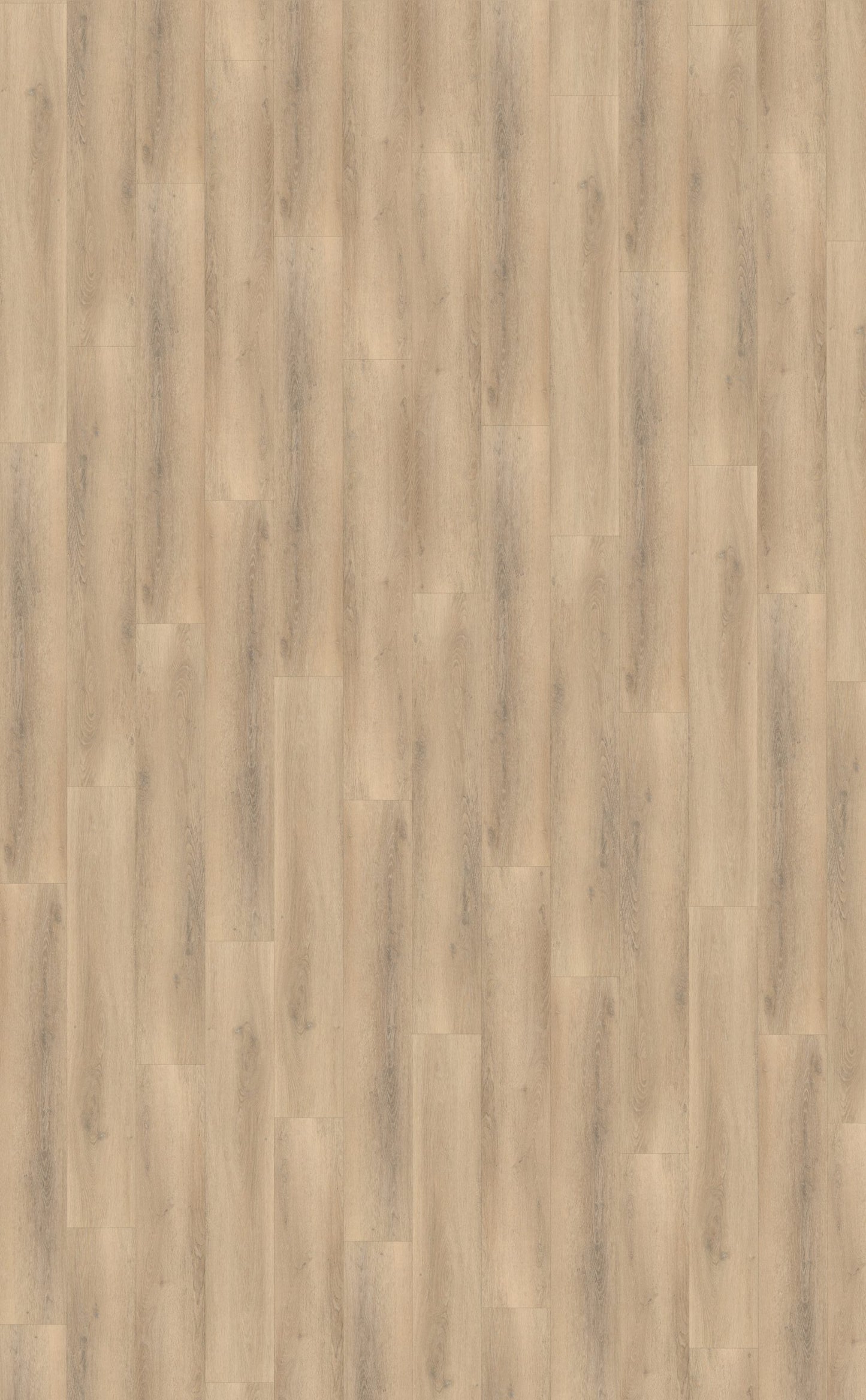 Belakos Palazzo 750 Rigid Click | Bruin