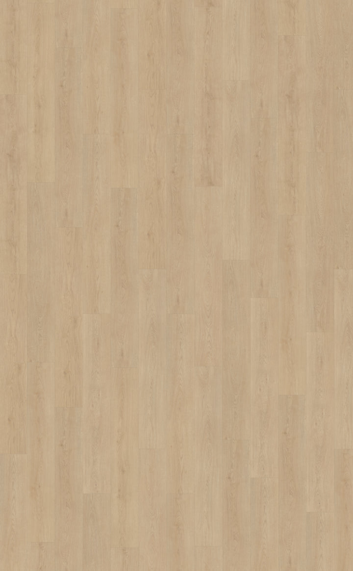 Belakos Monastro 920 | Bruin