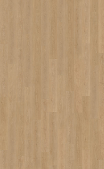 Belakos Monastro 930 | Bruin